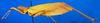 CollectionObject 1502473; a6ac637e-f6ac-40e7-af60-0c3aaa24a701, DORSA BTgrasatS02: female, lateral view (syntype). (CollectionObject).