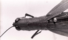 Copiocera erythrogastra (Perty, 1832): Image C.S. Carbonell. female, head and pronotum, dorsal view. (Otu).