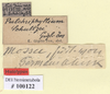 CollectionObject 1561255; 644c4590-2757-4037-a381-de6e390bf3b6: copyright SDEI. female, data labels (holotype). (CollectionObject).