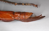 CollectionObject 1558978; fb924f40-d0f5-411c-8c40-8842c57f4ecb: copyright ZHMB, Berlin. female: end of abdomen, lateral view (holotype). (CollectionObject).