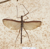 CollectionObject 1561505; 74c9ba3c-6648-4aec-bb95-0d69ae083721: copyright MVMA, Melbourne. male (holotype). (CollectionObject).