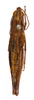 CollectionObject 1535024; d8d3c97f-271e-4124-87f1-3ecb9cc0e682: female, dorsal view (syntype). (CollectionObject).