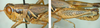 Melanoplus lakinus (Scudder, 1878): male. (Otu).