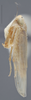 Habitus, lateral view: !! display not done !! on Dalbulus maidis (DeLong & Wolcott, 1923): Lateral. (Observation).
