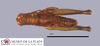 CollectionObject 1513164; dc424f93-8d01-4e41-ad78-841394472e95: Male habitus, dorsal view (holotype). (CollectionObject).