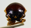 Darnis Fabricius, 1803: _Darnis lateralis_. (Otu).