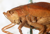 female, head and pronotum, fronto-lateral view (holotype). Depicts CollectionObject 1531858; 5033513a-700d-4584-8b09-cb70d2d17bff, a CollectionObject.