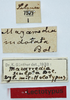 CollectionObject 1506057; 7b80c58c-b61c-4111-9773-dd2630ba0784: labels (holotype of Mazarredia indotata). (CollectionObject).