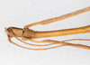 CollectionObject 1560427; bd11896f-e498-42f1-b959-c44f7049a332: copyright NMW, Vienna. male: head & thorax, dorsal view (syntype). (CollectionObject).;CollectionObject 1560428; e38535f2-096d-42a7-90c9-05a46b40f72a: copyright NMW, Vienna. male: head & thorax, dorsal view (syntype). (CollectionObject).