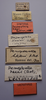 CollectionObject 1506821; c350f19f-9c01-48eb-a91a-e433681a92d8: male, labels (lectotype). (CollectionObject).