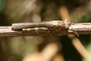 FieldOccurrence 355; c00c28d2-0cc1-4e40-9a6d-ae6efe93151c; Tanzania
Mwanga N Pare Mountains, 2015/02/??: male. (FieldOccurrence).