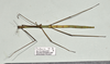 CollectionObject 1597612; 5829939e-e6aa-4a76-acf5-67e863c64135: copyright QM. female, dorsal view (holotype). (CollectionObject).