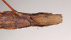 CollectionObject 1560146; b9ecc75e-5989-4ebf-8a39-ca595776ac77: copyright Natural History Museum, London. female: end of abdomen, ventral view (paratype). (CollectionObject).;CollectionObject 1560147; 54bfe3af-922c-433d-be67-3aa34f21aaab: copyright Natural History Museum, London. female: end of abdomen, ventral view (paratype). (CollectionObject).