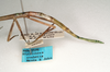 Sipyloidea bella (Tepper, 1905): copyright ANIC, Canberra. female: abdomen, lateral view of synonym Sipyloidea ovabdita (paratype). (Otu).