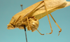 CollectionObject 1542803; cb448c6c-a34a-4e49-b9e2-600fc6027374: male, apex of the abdomen latero-dorsal view (holotype). (CollectionObject).