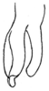 Pachyaphonus bicolor Chopard, 1954: Fig. 27. male copulatory organ, apex of right median half, ventral view. (Otu).