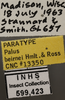 Other on Cosmotettix (Airosius) paludosus (Ball, 1899): Labels. (Observation).