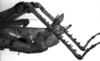 CollectionObject 1518647; 7d7b6bb2-6f52-4b1b-b281-e5a6304efe06, NHMUK015982236: female abdomen end, lateral view (holotype). (CollectionObject).