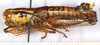 CollectionObject 1499456; 9fdd7f98-77aa-4ec6-ba73-735713f8e5f9: male, lateral view (holotype). (CollectionObject).