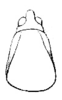 Ruspolia ampla (Walker, 1869): Pl. III, Fig. 66. head and pronotum, dorsal view (Conocephalus amplus, probably male, pronotum length 9 mm). (Otu).