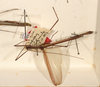 CollectionObject 1560839; e3c0a1b5-2d41-46d6-b497-1524f585e6c0: copyright ZMUH. male: dorsal view (paralectotype). (CollectionObject).;CollectionObject 1560840; 276f8f8e-3b80-4f0a-a598-aa14ae109e37: copyright ZMUH. male: dorsal view (paralectotype). (CollectionObject).