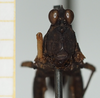 CollectionObject 1520715; 8ae6591d-52aa-4a70-8826-66921751bb27, NHMUK010924478: female, frontal view (syntype). (CollectionObject).