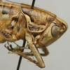 CollectionObject 1535987; 7d868d74-5d10-400e-b981-e22b57e61135: female, head and pronotum, lateral view (syntype). (CollectionObject).