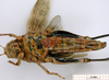 CollectionObject 1593035; 024526d7-5c7a-425c-8b1c-d614d1278e30: female, ventral view (syntype of Bryodema luctuosum lugens). (CollectionObject).