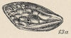 Forewing on Eicissus decipiens Fowler, 1897: (Observation).