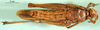 CollectionObject 1501536; 2da459fb-8e86-4094-8816-f02380b32c59, DORSA BA000229S01: female, ventral view (holotype). (CollectionObject).