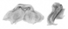 Ceuthophilus (Geotettix) inyo Hubbell, 1936: Figs. 89-89a. Epiphallus. (Otu).