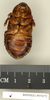CollectionObject 1573089; d21d7ab4-ab8e-4fac-9f91-cbbb770e1d46: Copyright Natural History Museum, London. Non-type (female nymph) in BM(NH). Ventral view. (CollectionObject).