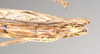 CollectionObject 1562249; NHMUK(SF IMPORT DUPLICATE) 844860, 1eb21d78-a4a1-4c01-8d52-572bc5caa496: copyright Natural History Museum, London. female: end of abdomen, ventral view (holotype). (CollectionObject).