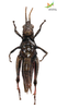 CollectionObject 1849351; 22df537f-02b1-4054-9e65-d4fe8568203c, Unioeste Cascavel K-0039A: Female. Ventral view. (CollectionObject).