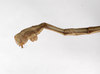 CollectionObject 1561544; 30330bba-5941-41c0-9261-d1ac48dfe74b: copyright ZMHB, Berlin. male: end of abdomen, lateral view (syntype). (CollectionObject).;CollectionObject 1561545; 6b1e6c94-13ab-43a1-a65a-24f44cdb6703: copyright ZMHB, Berlin. male: end of abdomen, lateral view (syntype). (CollectionObject).
