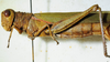 CollectionObject 1498678; 055155c0-0748-4961-98b0-6c929e5e0c6a: female, lateral view. (CollectionObject).
