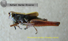 male, lateral view (paratype). Depicts Phaneroturis tantillus Otte, 1979, an Otu.