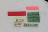 CollectionObject 1505829; 304351ea-b7ac-458b-80bb-ac4c68c7906f: Male, labels (syntype). (CollectionObject).