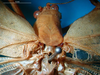 CollectionObject 1500248; 7365f392-aacf-4669-b0d1-024d772d7d36, DORSA BTararetS01: male head and pronotum dorsal view (syntype). (CollectionObject).
