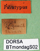 CollectionObject 1502546; 264ebcbf-d4ff-4361-9308-902da85c29bd: labels (syntype). (CollectionObject).