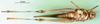 CollectionObject 1570318; b5ea7cb5-1914-464d-a56d-f0e1433c616b: male, ventral view (paratype of Gastrimargus foveolarum). (CollectionObject).