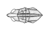 Staleochlora viridicata orientalis Roberts & Carbonell, 1992: Fig. 21A. head and pronotum, dorsal view. (Otu).