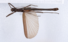 CollectionObject 1557227; 8a936a68-9978-4ad0-ad2d-d85b9bc80312: copyright ZMUH, Hamburg. male, dorsal view (syntype). (CollectionObject).