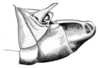 Dichroplus obscurus Bruner, 1900: Fig. 7. male abdomen tip, lateral view. (Otu).
