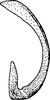 Aedeagus, lateral view: Aedeagus, lateral view. (Observation).