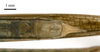 male tip of abdomen, ventral view (holotype). Depicts CollectionObject 1538220; fd7c4925-b200-4662-a783-812db488e848, a CollectionObject.