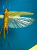 CollectionObject 1502642; 775956ad-b62b-4a0e-b741-88a8ddb2beee: female, dorsal view (syntype of Cestromoecha mundamensis). (CollectionObject).