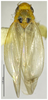 Habitus, dorsal view on Arboridia (Arboridia) tridentata Song & Li, 2013: (Observation).