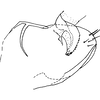 Pygofer, lateral view on Empoasca (Empoasca) cirsia Cunningham & Ross, 1965: Genital capsule, lateral view. (Observation).
