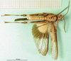 CollectionObject 1570321; 8b3ceca3-1a71-4ba4-983d-9a9992630cf5: male, ventral view (paratype of forma aurantiaca). (CollectionObject).